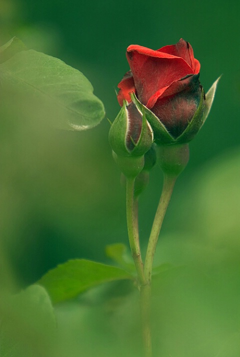 Rose #9