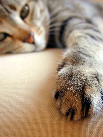 Cat's Paw