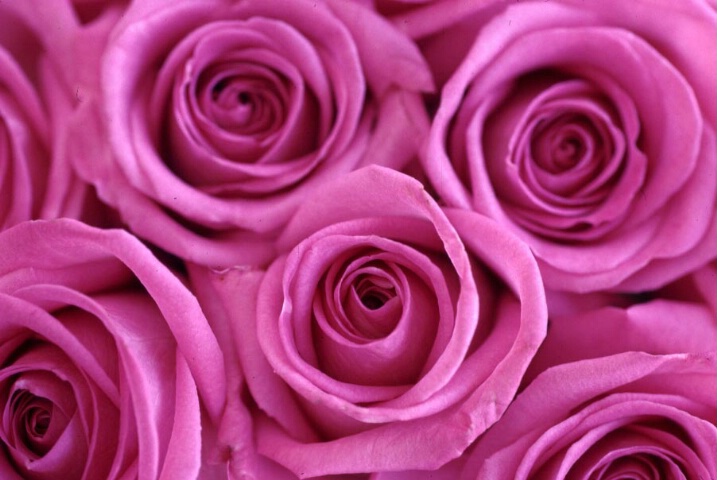 Pink Swirling Roses