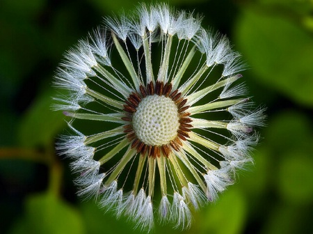 Dandelion #5