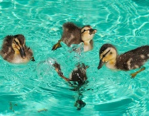Happy Family Ducks