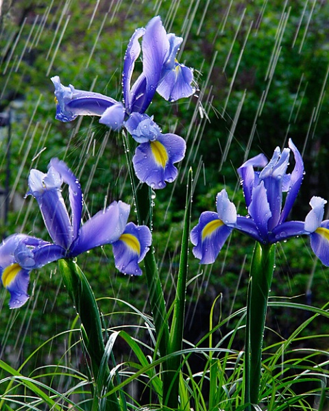 Blue Flag Iris in the Rain