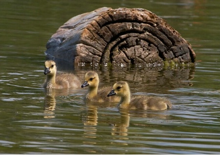 Canada Goose Goslings