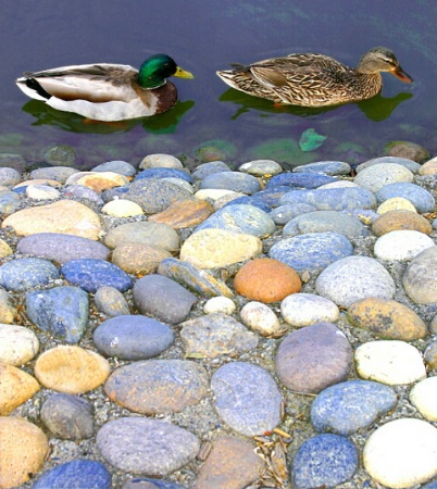 ducks and rocks