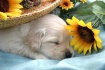 Sweet Puppy Dream...