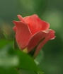 Rose #10