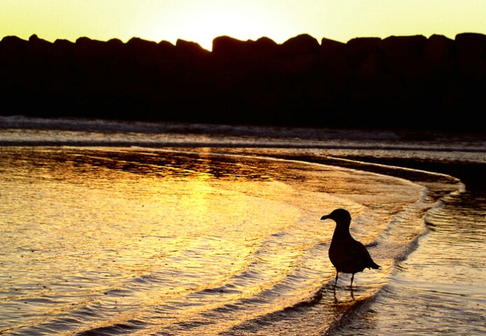 Wading Seagull at Sunset