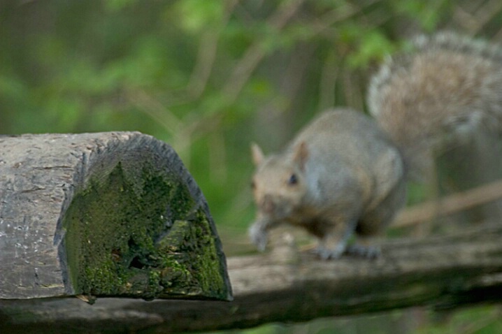Squirrel on Wood Fence 2 - ID: 395236 © Robert Hambley