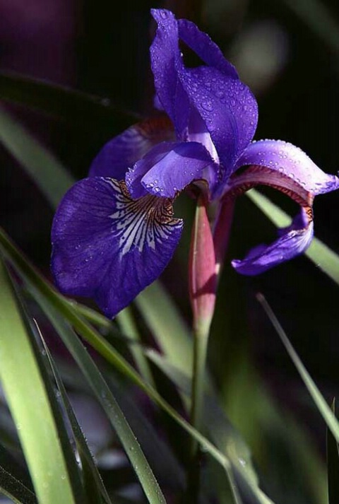 Iris