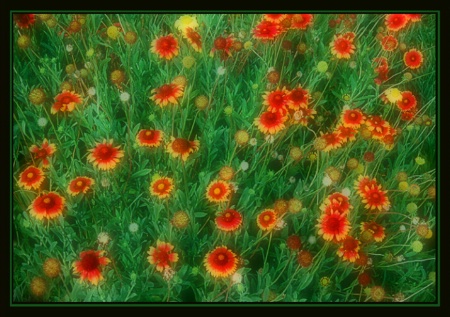 Daisy Patch