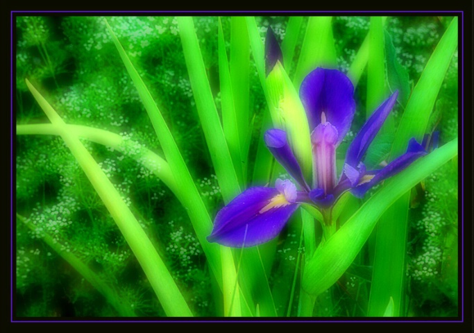 Iris Bloom and Bud