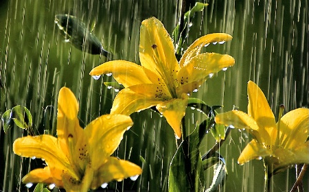 Flower Showers