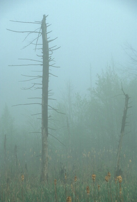 Foggy Swamp