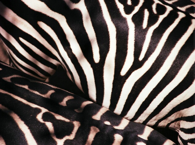Zebra Abstract