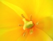 Sunny tulip