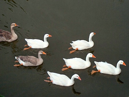 Synchronized swimming