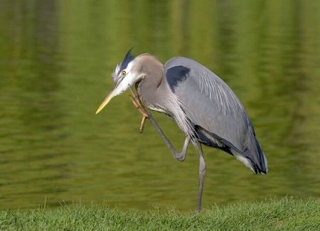 Scratching an itch!