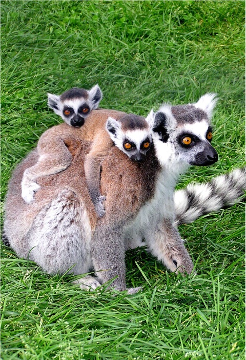 Lemur Twins
