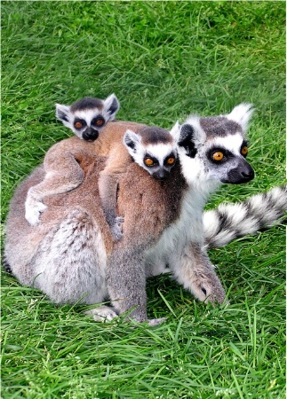 Lemur Twins