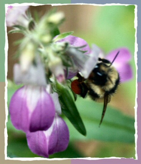 Bee-lieve in Nature!