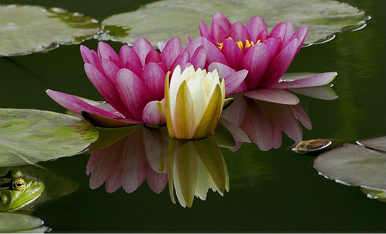 Water Lillies