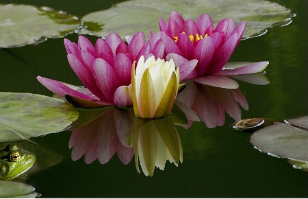 Water Lillies