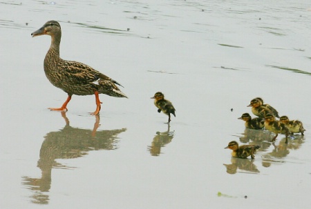 We're Coming, Mom!