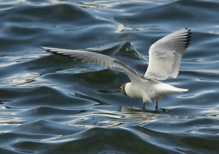 black-headed gull 