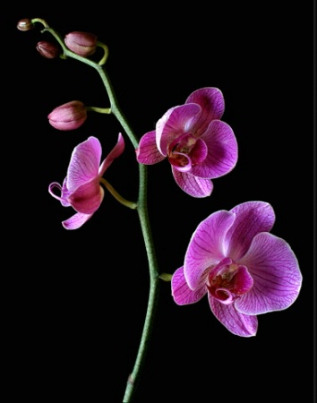 Three Blooms Four Buds