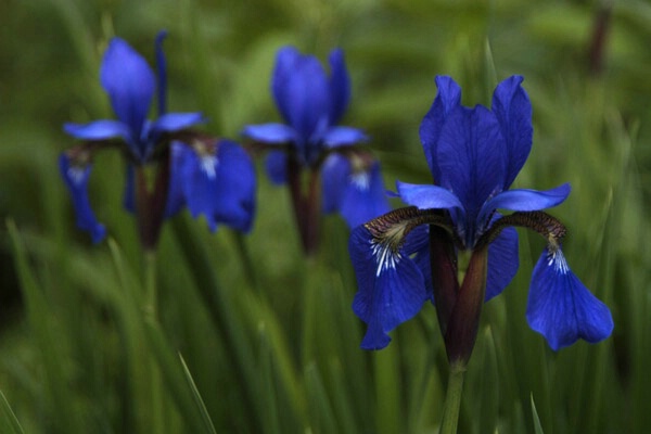 Irises 2 (-1 exposure)