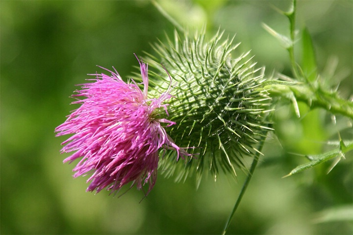 Thistle