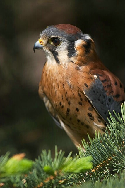 Kestrel Portrait