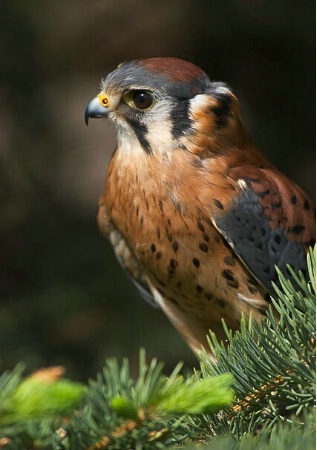 Kestrel Portrait