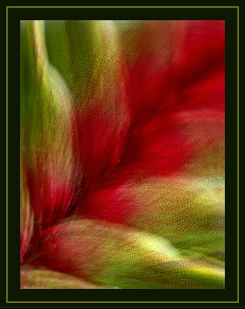 Bromeliad Bloom Spike