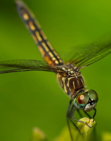 Blue Dasher