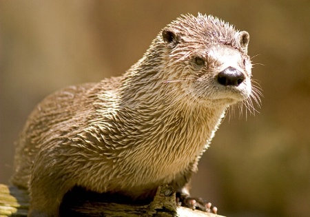 Otter