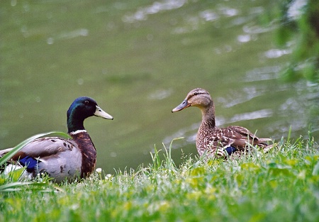 Duck Date