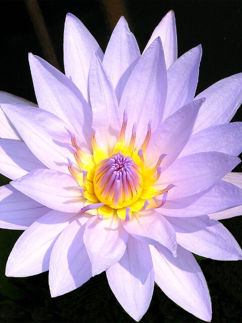 Luminescent Lily