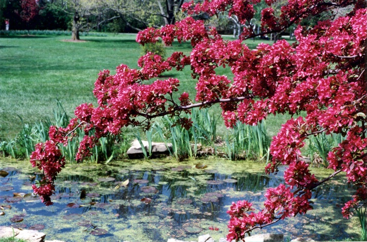 Garden in May