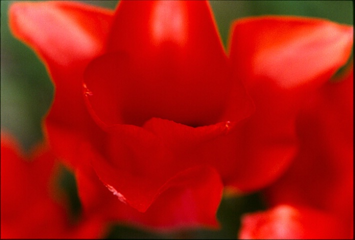La tulippe