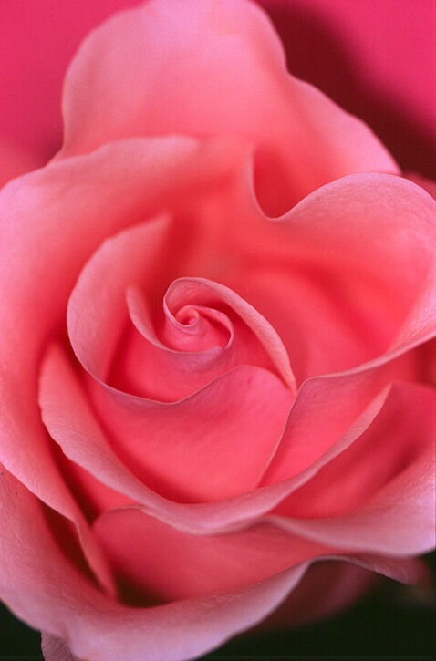 Rosy Rose
