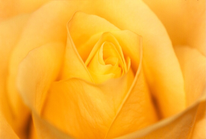 yellow rose