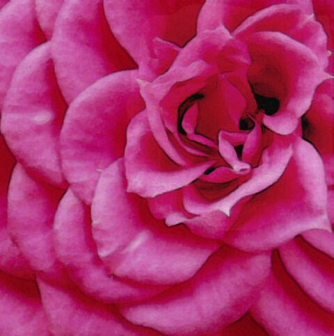 My  Mini-Roses in blume......
