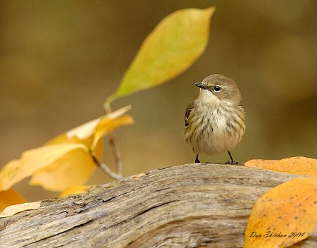 Back Yard Bird