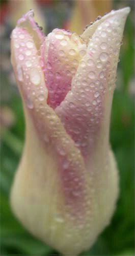 raindrops on tulips