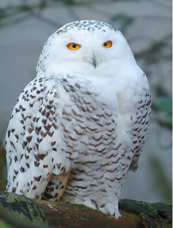 snowy owl