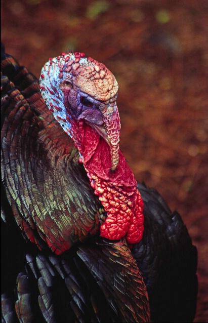 Wild Turkey - 9/15-20 - ID: 404423 © Sharon E. Lowe