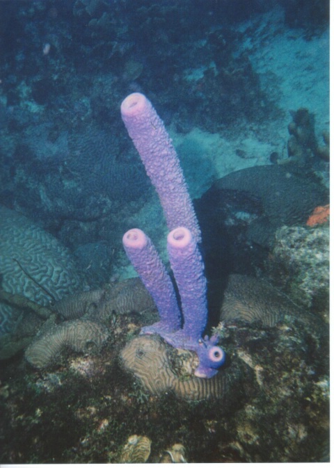 Tube Coral
