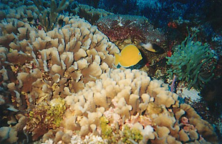 Yellow Fish and Coral