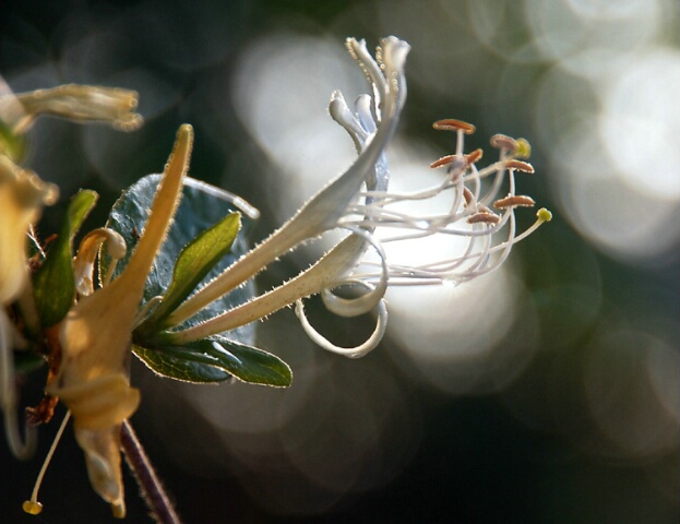 sweet honeysuckle